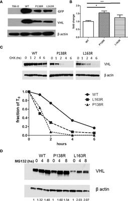 VHL-P138R and VHL-L163R Novel Variants: Mechanisms of VHL Pathogenicity Involving HIF-Dependent and HIF-Independent Actions